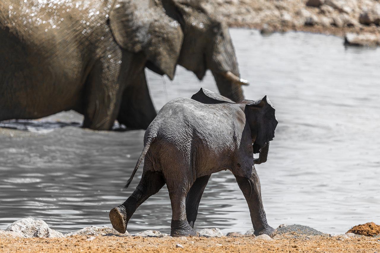 A photograph a baby elephant walking away from the camera, towards a body of water with which has an adult elephant bathing in it.
